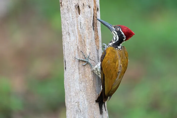 Framed Print : Malabar flameback woodpecker (Chrysocolaptes socialis) male, perched on tree trunk, Thattekad Bird Reserve, Kerala, India Framed Print : Malabar flameback woodpecker (Chrysocolaptes socialis) male, perched on tree trunk, Thattekad Bird Reserve, Kerala, India