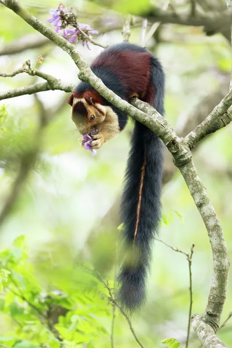 Framed Print : Malabar giant squirrel (Ratufa indica maxima) sitting on branch feeding on a flower, Valparai, Tamil Nadu, India Framed Print : Malabar giant squirrel (Ratufa indica maxima) sitting on branch feeding on a flower, Valparai, Tamil Nadu, India