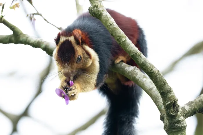 Framed Print : Malabar giant squirrel (Ratufa indica maxima) sitting on branch feeding on a flower, Valparai, Tamil Nadu, India Framed Print : Malabar giant squirrel (Ratufa indica maxima) sitting on branch feeding on a flower, Valparai, Tamil Nadu, India