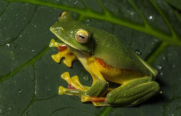 Malabar gliding frog (Rhacophorus malabaricus), male sitting on plant leaf