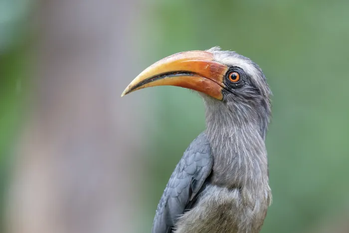 Framed Print : Malabar grey hornbill (Ocyceros griseus) male, portrait, Thattekad Bird Reserve, Kerala, India Framed Print : Malabar grey hornbill (Ocyceros griseus) male, portrait, Thattekad Bird Reserve, Kerala, India