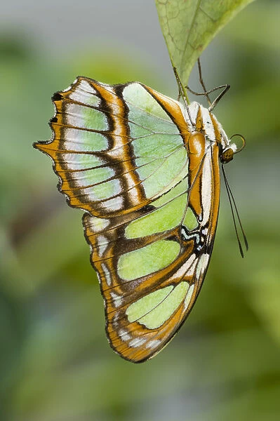 Malachite Butterfly (Siproeta stelenes) hanging upside down on leaf, forest near Napo River