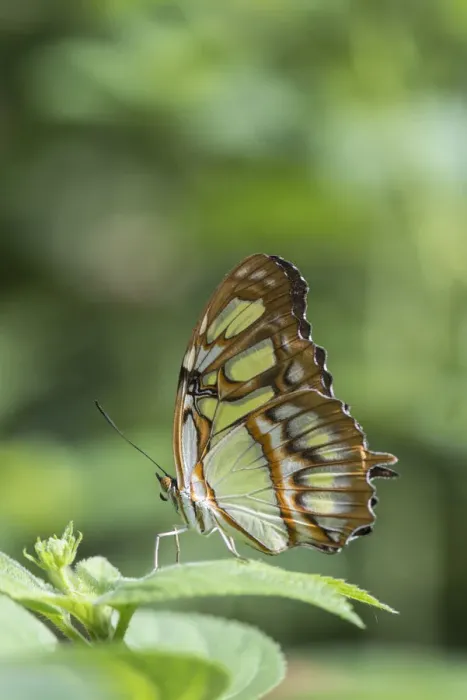 Framed Print : Malachite butterfly (Siproeta stelenes) captive in Butterfly House, Devon, UK Framed Print : Malachite butterfly (Siproeta stelenes) captive in Butterfly House, Devon, UK