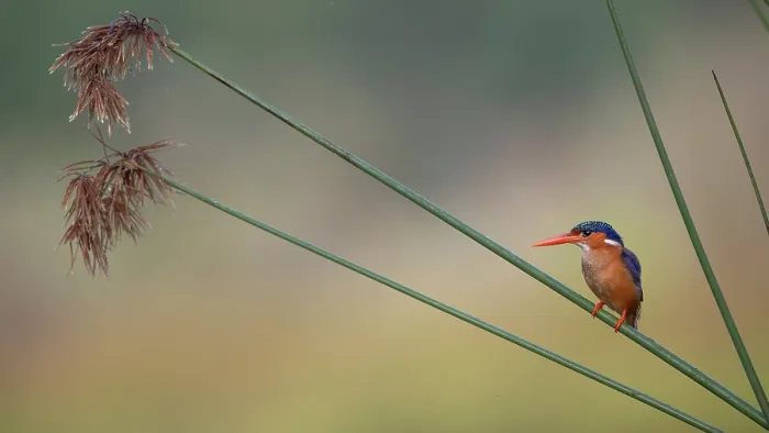 Framed Print : Malachite kingfisher (Alcedo cristata) perched on reeds, Allahein river, The Gambia Framed Print : Malachite kingfisher (Alcedo cristata) perched on reeds, Allahein river, The Gambia