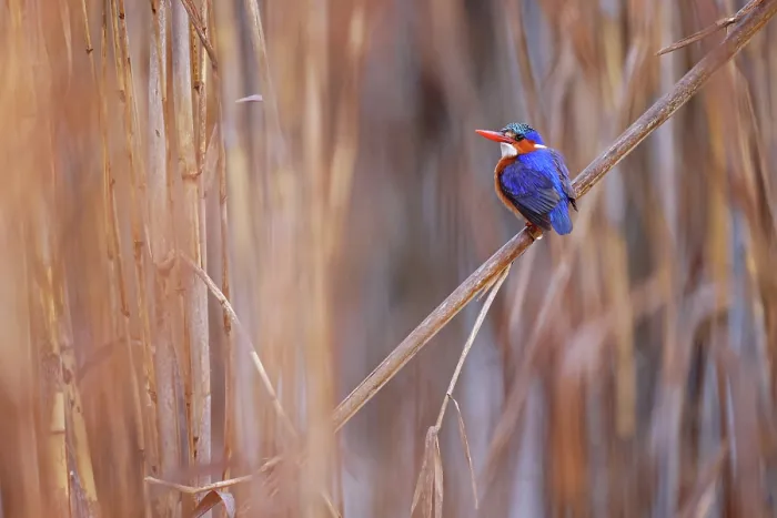 Framed Print : Malachite kingfisher (Corythornis cristatus) perched among reedbeds, Blagowan, KwaZulu Natal, South Africa Framed Print : Malachite kingfisher (Corythornis cristatus) perched among reedbeds, Blagowan, KwaZulu Natal, South Africa