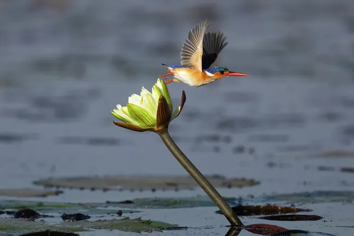 Framed Print : Malachite kingfisher (Corythornis cristatus) taking flight from Water lily flower, Chobe river, Namibia Framed Print : Malachite kingfisher (Corythornis cristatus) taking flight from Water lily flower, Chobe river, Namibia