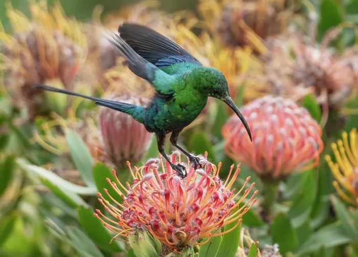 Framed Print : Malachite sunbird (Nectarinia famosa) male, landing on a Sugarbush (Protea sp.) flower head, Malgas, Cape Province, South Africa Framed Print : Malachite sunbird (Nectarinia famosa) male, landing on a Sugarbush (Protea sp.) flower head, Malgas, Cape Province, South Africa