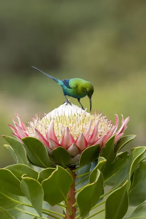 Framed Print : Malachite sunbird (Nectarinia famosa) male nectaring on King protea (Protea cynaroides) Framed Print : Malachite sunbird (Nectarinia famosa) male nectaring on King protea (Protea cynaroides)