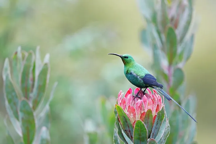 Framed Print : Malachite sunbird (Nectarinia famosa) perched on Aloe flower, Balgowan, KwaZulu Natal, South Africa Framed Print : Malachite sunbird (Nectarinia famosa) perched on Aloe flower, Balgowan, KwaZulu Natal, South Africa