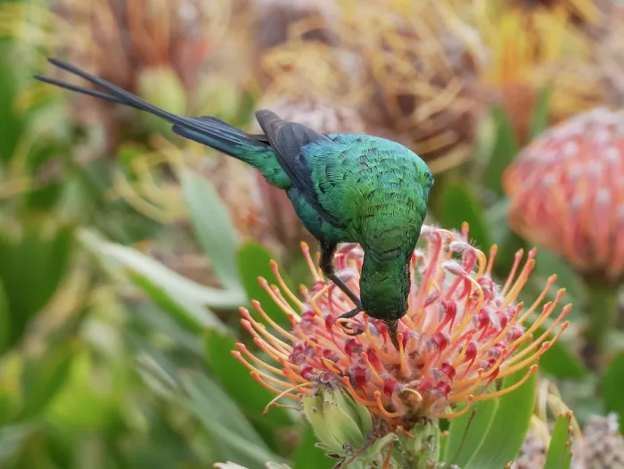 Framed Print : Malachite sunbird (Nectarinia famosa) perched on a Sugarbush (Protea sp.) flower head feeding, Malgas, Cape Province, South Africa Framed Print : Malachite sunbird (Nectarinia famosa) perched on a Sugarbush (Protea sp.) flower head feeding, Malgas, Cape Province, South Africa