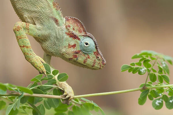 Malagasy giant chameleon (Furcifer oustaleti), Red Tsingys, Madagascar