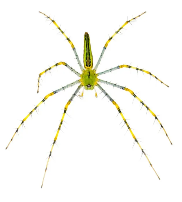 Framed Print : Malagasy green lynx spider {Peucetia madagascariensis} photographed on a white background