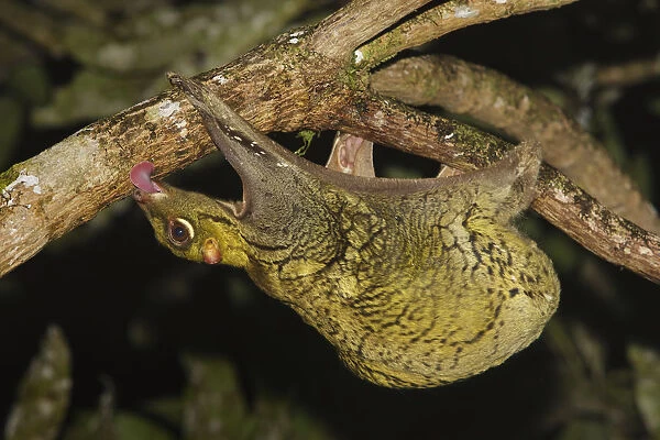 Malayan colugo {Cynocephalus variegatus} hanging upside-down in tree feeding on algae at night