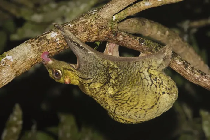 Framed Print : Malayan colugo {Cynocephalus variegatus} hanging upside-down in tree feeding on algae at night Framed Print : Malayan colugo {Cynocephalus variegatus} hanging upside-down in tree feeding on algae at night