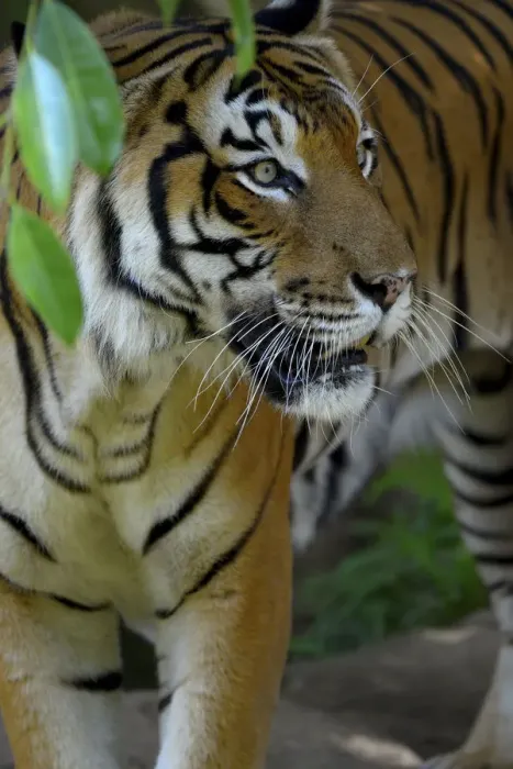 Framed Print : Malayan tiger (Panthera tigris jacksoni), Malaysia. Captive. An Endangered species
