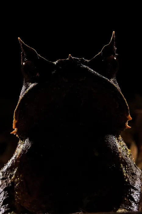 Framed Print : Malaysian horned frog (Pelobatrachus nasutus) looking forward, Kubah National Park, Sarawak, Borneo Framed Print : Malaysian horned frog (Pelobatrachus nasutus) looking forward, Kubah National Park, Sarawak, Borneo