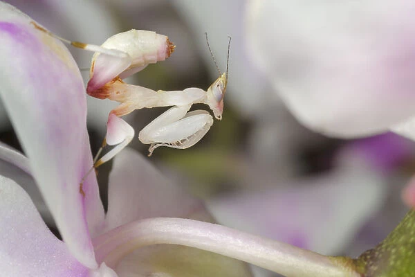 Malaysian orchid mantis nymph (Hymenopus coronatus) camouflaged on an orchid. Captive