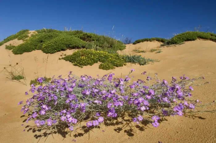 Framed Print : (Malcolmia littorea) in flower on sand dune, Almograve, Alentejo, Natural Park of Framed Print : (Malcolmia littorea) in flower on sand dune, Almograve, Alentejo, Natural Park of