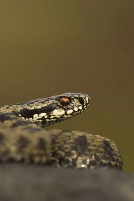 Framed Print : Male Adder (Vipera berus). Cannock Chase, Staffordshire, UK, October Framed Print : Male Adder (Vipera berus). Cannock Chase, Staffordshire, UK, October