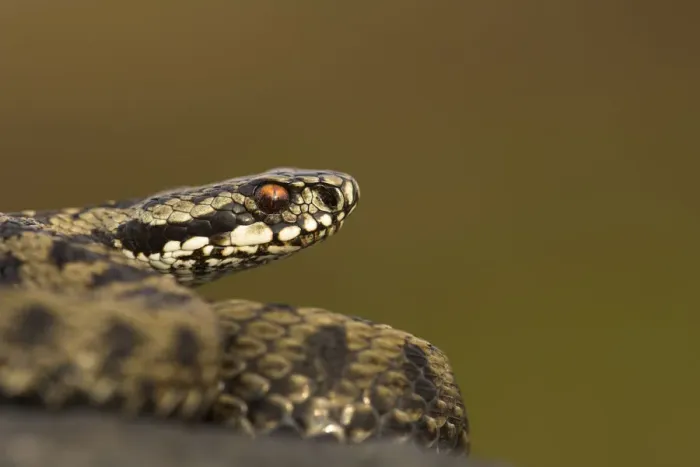 Framed Print : Male Adder (Vipera berus). Cannock Chase, Staffordshire, UK, October Framed Print : Male Adder (Vipera berus). Cannock Chase, Staffordshire, UK, October