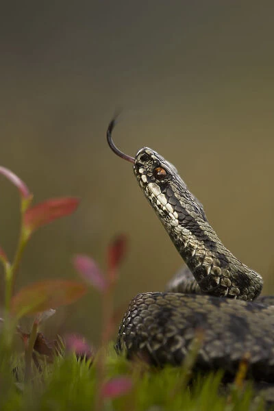 Male Adder (Vipera berus) tasting the air. Cannock Chase, Staffordshire, UK, October
