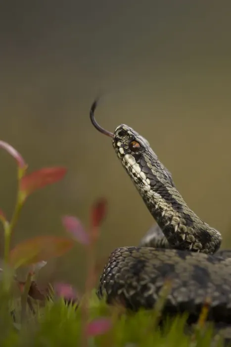 Framed Print : Male Adder (Vipera berus) tasting the air. Cannock Chase, Staffordshire, UK, October Framed Print : Male Adder (Vipera berus) tasting the air. Cannock Chase, Staffordshire, UK, October