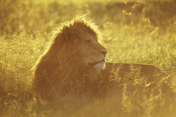 Male African lion (Panthera leo) lying in grass at sunrise, Masai Mara National Reserve