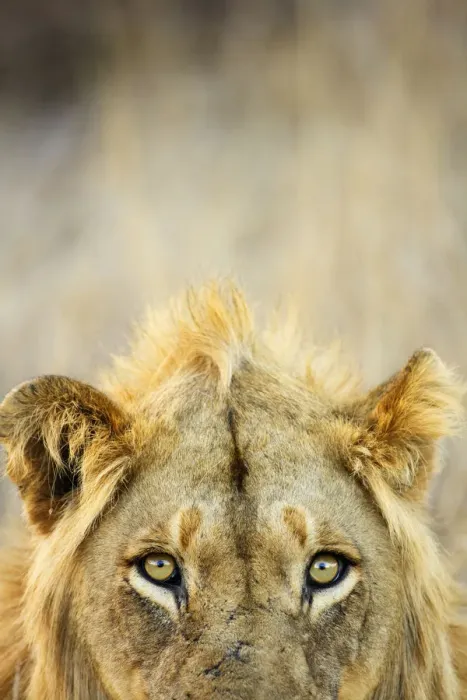 Framed Print : Male African lion (Panthera leo), Kruger National Park, Transvaal, South Africa Framed Print : Male African lion (Panthera leo), Kruger National Park, Transvaal, South Africa