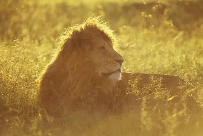 Framed Print : Male African lion (Panthera leo) lying in grass at sunrise, Masai Mara National Reserve Framed Print : Male African lion (Panthera leo) lying in grass at sunrise, Masai Mara National Reserve