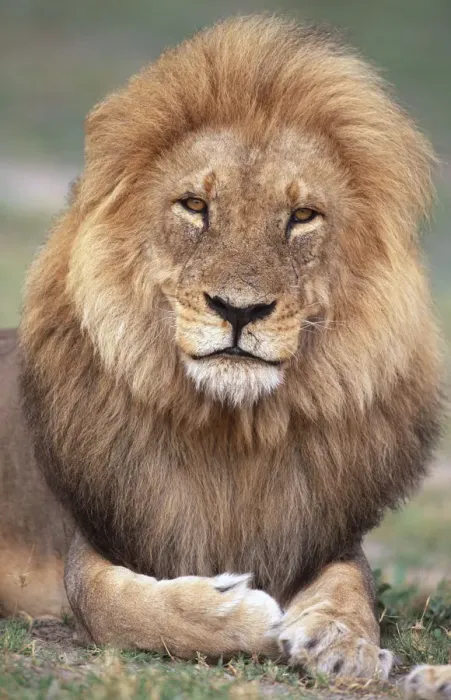 Framed Print : Male African lion in his prime, portrait {Panthera leo} Chobe NP, Botswana