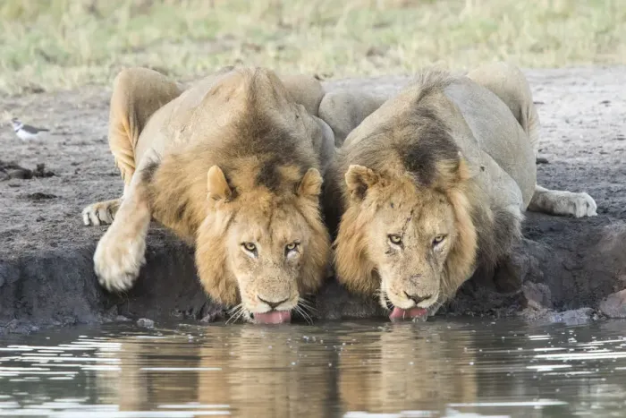 Framed Print : Two male African lions (Panthera leo) drinking at a waterhole, Sabi Sand Private Game Reserve Framed Print : Two male African lions (Panthera leo) drinking at a waterhole, Sabi Sand Private Game Reserve