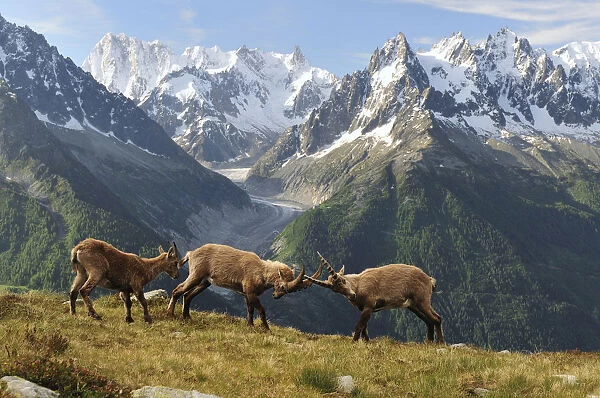 Two male Alpine ibex (Capra ibex ibex) fighting in front of the Mer de Glace glacier