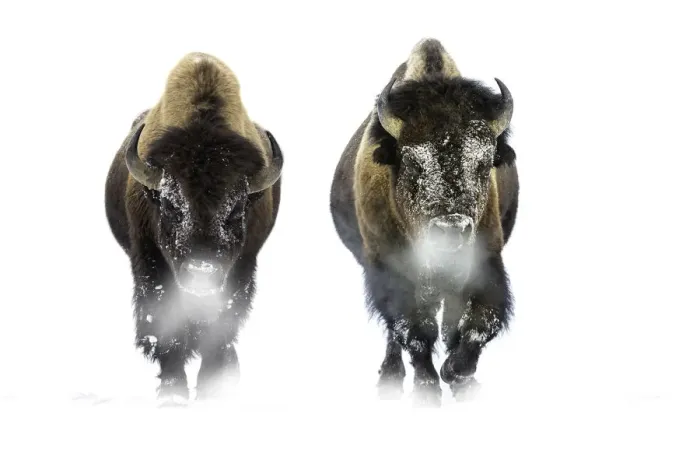 Framed Print : Male American Bison (Bison bison) walking through snow. Firehole River Valley, Yellowstone Framed Print : Male American Bison (Bison bison) walking through snow. Firehole River Valley, Yellowstone
