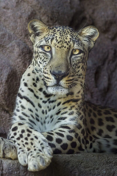 Male Arabian Leopard (Panthera pardus nimr) at the Arabian Wildlife Centre & captive-breeding project, Sharjah, United Arab Emirates