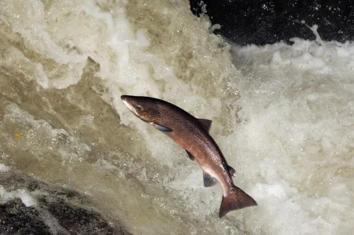 Framed Print : Male Atlantic salmon {Salmo salar} leaping, migrating upstream to spawn, Perthshire Framed Print : Male Atlantic salmon {Salmo salar} leaping, migrating upstream to spawn, Perthshire