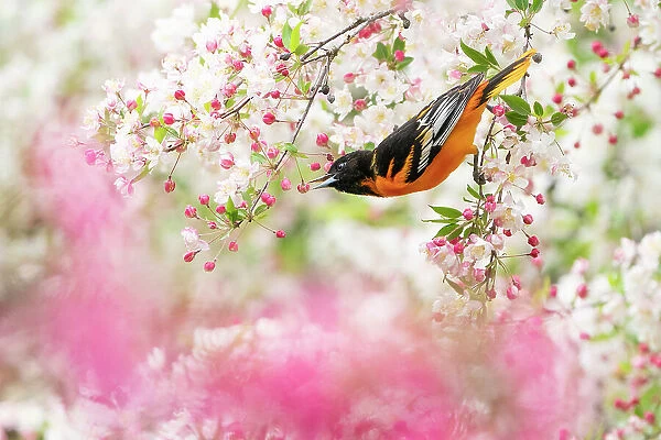Male Baltimore oriole (Icterus galbula) foraging in flowering Crabapple (Malus sp. ) tree in spring, Ithaca, New York, USA. May