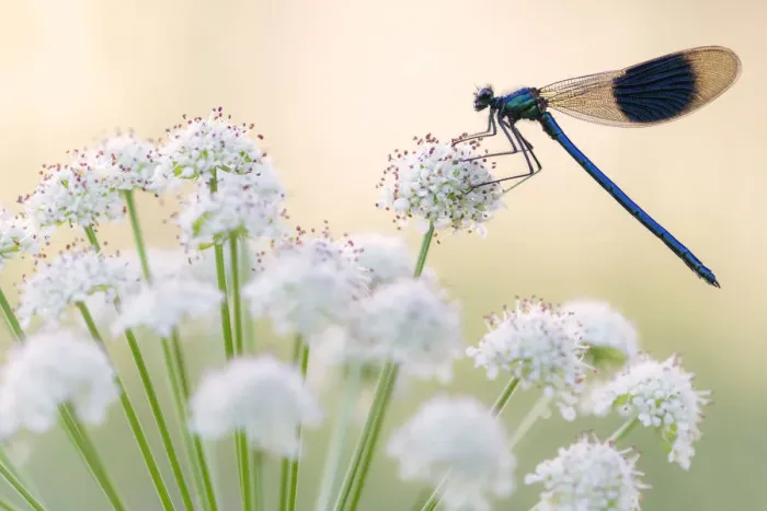 Framed Print : Male banded demoiselle (Calopteryx splendens), resting on flower head, Lower Tamar Lakes