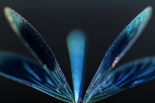 Male Banded demoiselle (Calopteryx splendens), abstract study of wings and body, Tamar Lakes, Cornwall, UK. June