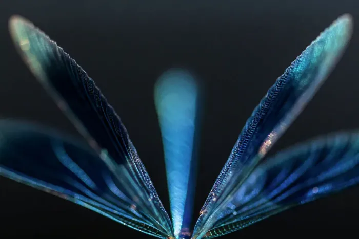 Framed Print : Male Banded demoiselle (Calopteryx splendens), abstract study of wings and body, Tamar Lakes, Cornwall, UK. June Framed Print : Male Banded demoiselle (Calopteryx splendens), abstract study of wings and body, Tamar Lakes, Cornwall, UK. June