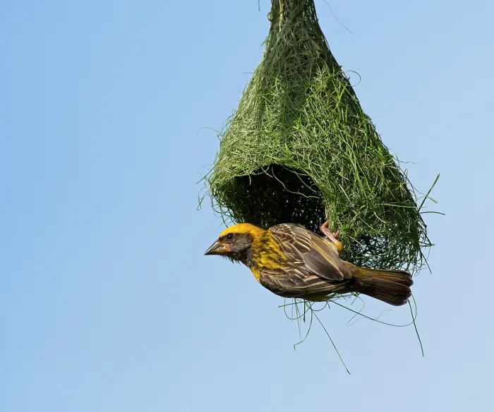 Framed Print : Male Baya weaver ( Ploceus philippinus) bird building hanging nest, rural Karnataka, India Framed Print : Male Baya weaver ( Ploceus philippinus) bird building hanging nest, rural Karnataka, India