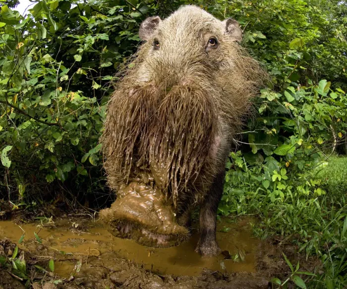 Framed Print : Male Bearded Pig (Sus barbatus) at forest wallow. Bako NP, Sarawak, Borneo, Malaysia