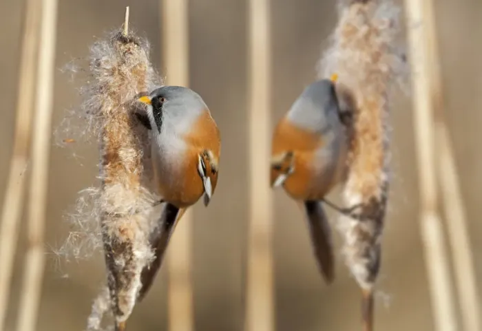 Framed Print : Two male Bearded reedling (Panurus biarmicus) eating seeds from the spike of a common bulrush Framed Print : Two male Bearded reedling (Panurus biarmicus) eating seeds from the spike of a common bulrush