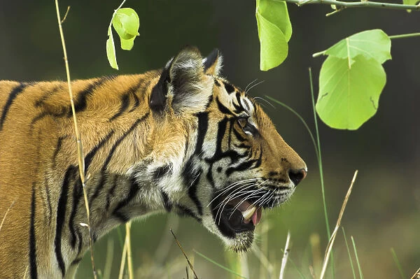 Male Bengal Tiger {Panthera tigris tigris} head profile, Kanha National Park, Madhya Pradesh