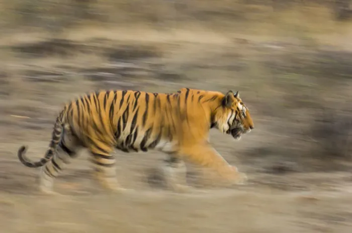 Framed Print : Male Bengal tiger (Panthera tigris tigris) known as Sundar (B2) patrolling territory Framed Print : Male Bengal tiger (Panthera tigris tigris) known as Sundar (B2) patrolling territory