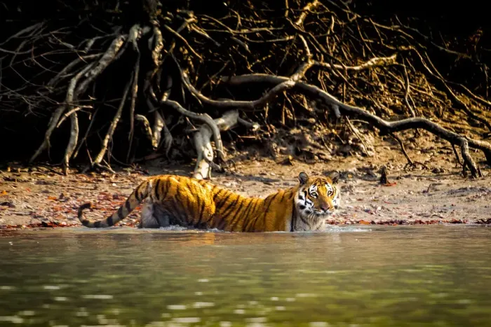 Framed Print : Male Bengal tiger (Panthera tigris tigris) walking in river, Sundarbans, India, 2017 Framed Print : Male Bengal tiger (Panthera tigris tigris) walking in river, Sundarbans, India, 2017