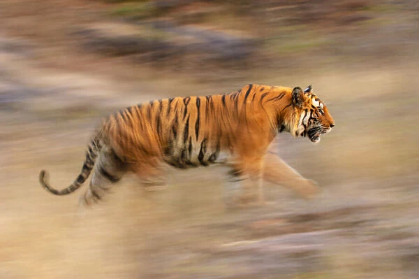 Male Bengal Tiger - Sundar (B2) (Panthera tigris tigris) running and patrolling territory
