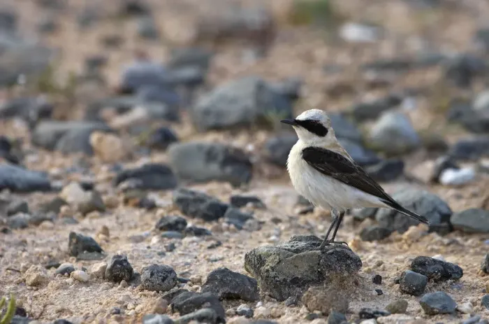 Framed Print : Male Black eared wheatear (Oenanthe hispanica) standing on stone, Nortern Cyprus Framed Print : Male Black eared wheatear (Oenanthe hispanica) standing on stone, Nortern Cyprus
