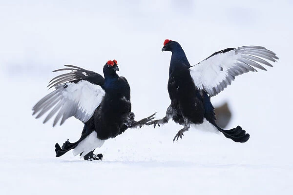 Two male Black grouse (Lyrurus tetrix) fighting and sparing over territory at a snow covered lek, Vasterbotten, Sweden. April