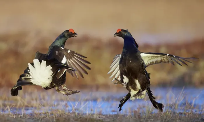 Framed Print : Two male Black grouse (Lyrurus tetrix) displaying at lek, Utajarvi, Finland, April
