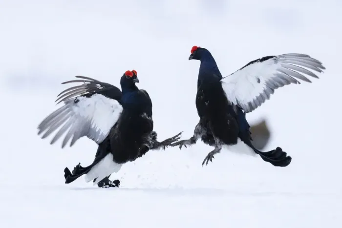 Framed Print : Two male Black grouse (Lyrurus tetrix) fighting and sparing over territory at a snow covered lek, Vasterbotten, Sweden. April Framed Print : Two male Black grouse (Lyrurus tetrix) fighting and sparing over territory at a snow covered lek, Vasterbotten, Sweden. April